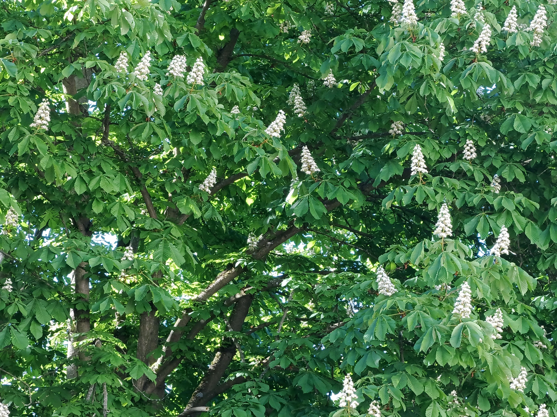 Tecno Camon 18 Premier