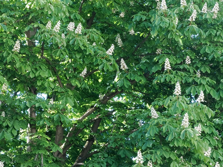 Tecno Camon 18 Premier