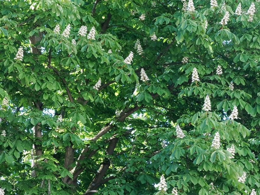 Tecno Camon 18 Premier