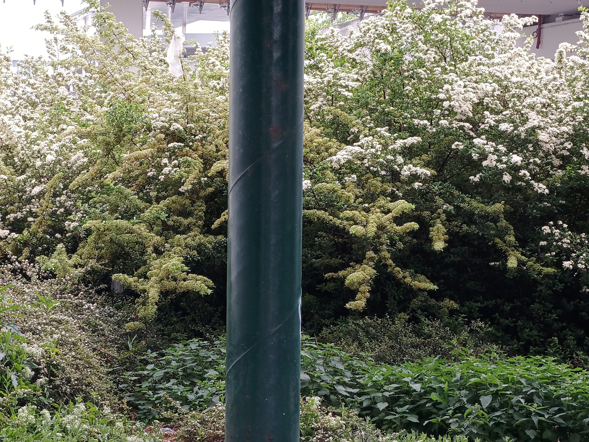 Tecno Camon 18 Premier