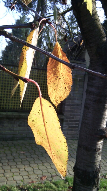 Testovací fotgrafie Alcatelu OT Idol Mini