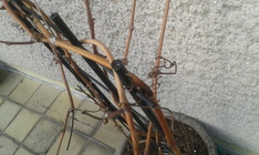 Testovací fotografie