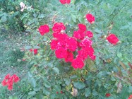 Toshiba Portégé Z20t