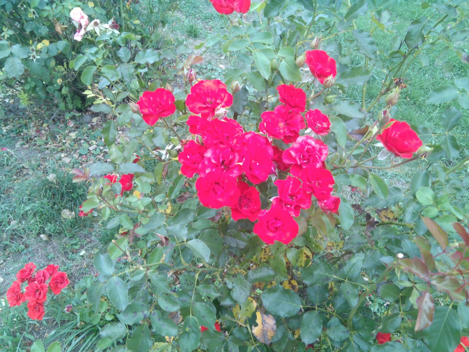 Toshiba Portégé Z20t