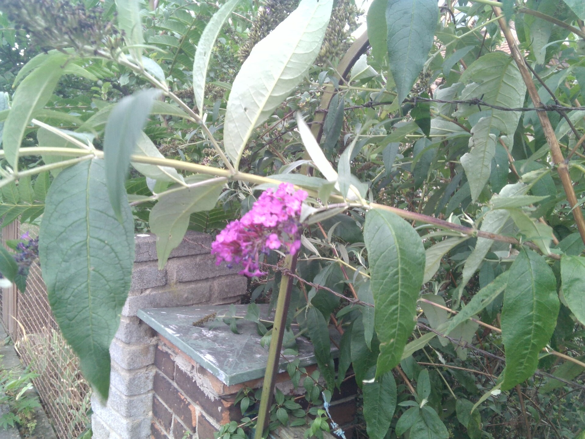 Toshiba Portégé Z20t