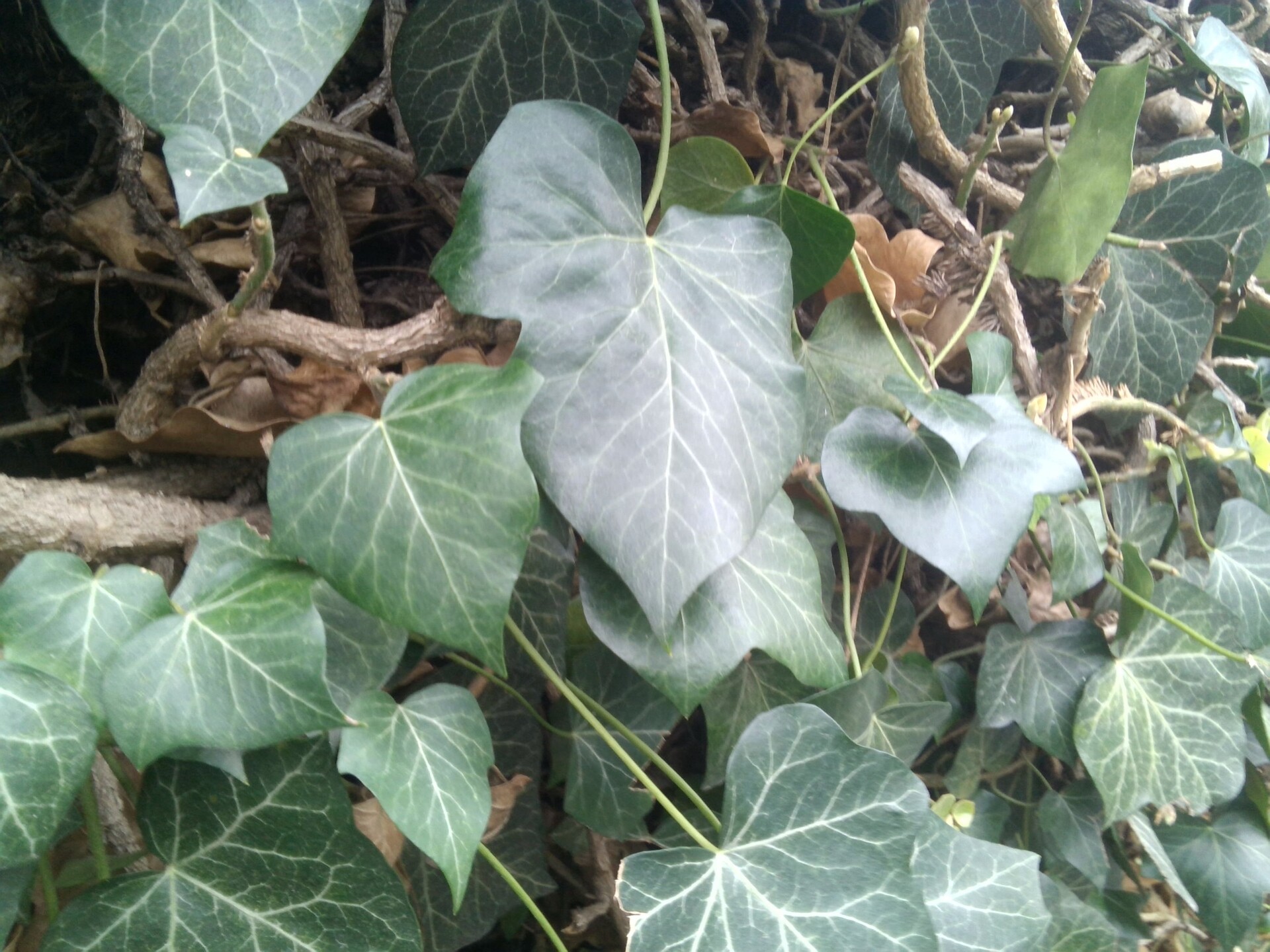 Toshiba Portégé Z20t