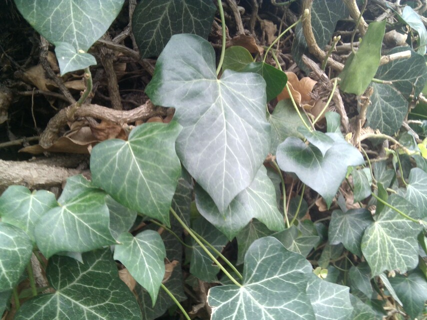 Toshiba Portégé Z20t