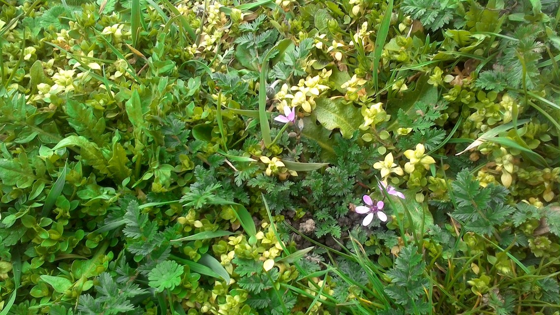 Toshiba Satellite Click 10