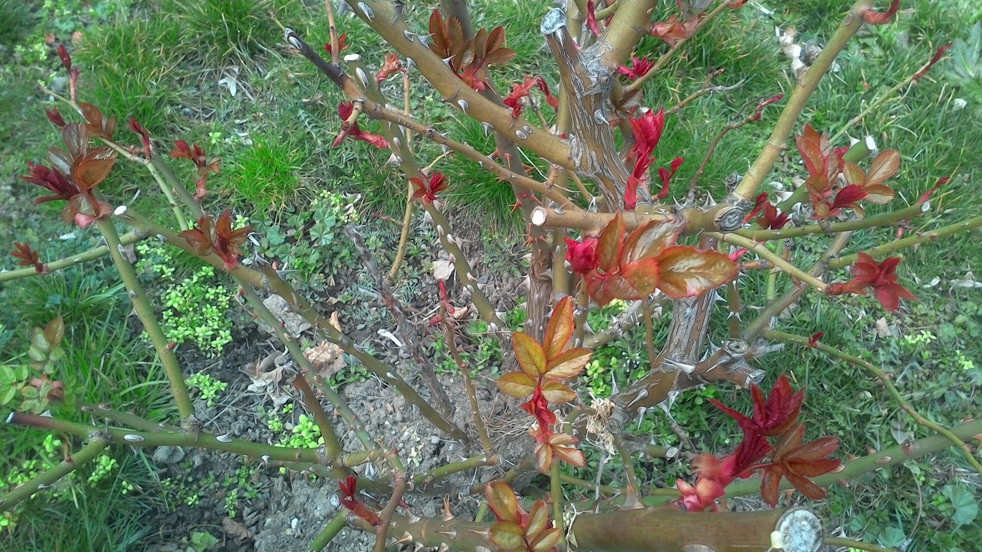 Toshiba Satellite Click 10