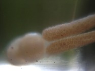 Ukázka fotografie pořízení s Micro Photo Lences