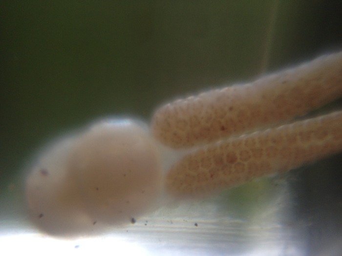 Ukázka fotografie pořízení s Micro Photo Lences