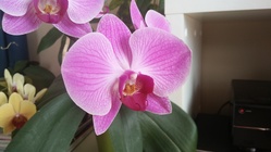 Vertu Signature Touch