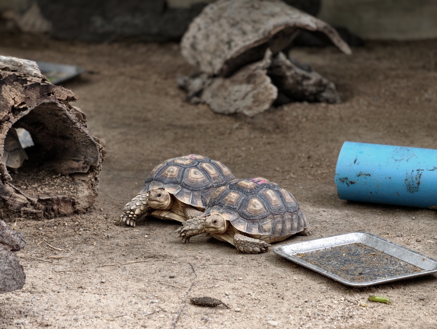 Vivo X300 Ultra