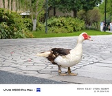 Vivo X500 Pro Max