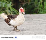 Vivo X500 Pro Max