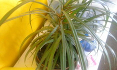 Vodafone Smart 4 mini