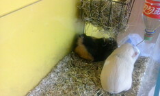 Vodafone Smart 4 mini