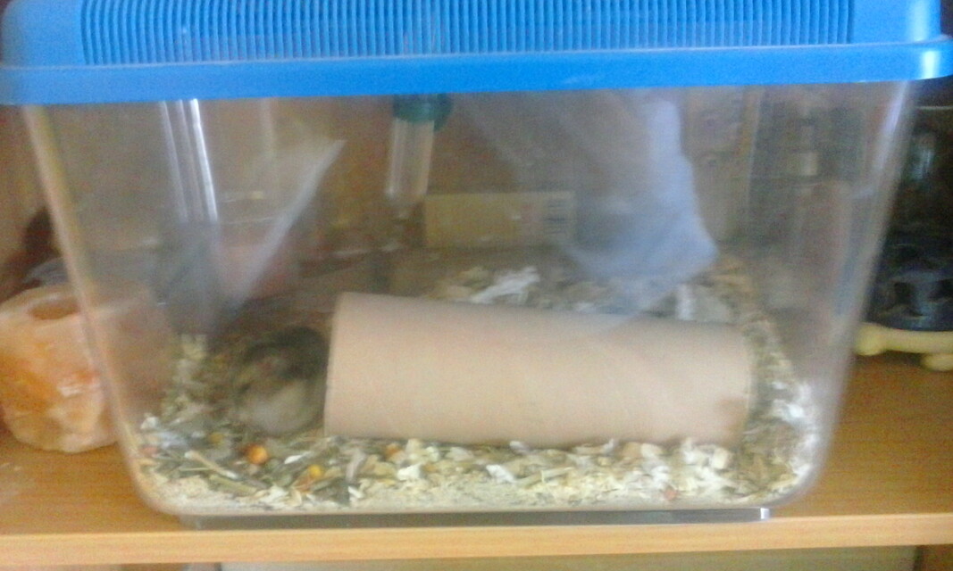 Vodafone Smart 4 mini