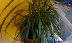 Vodafone Smart 4 mini