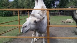 Vodafone Smart 4 Power