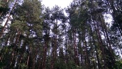 Vodafone Smart 4 Power