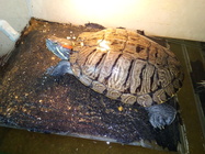 Vodafone Smart N9 Lite