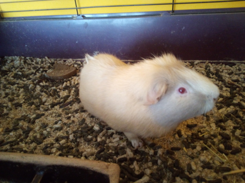 Vodafone Smart N9 Lite