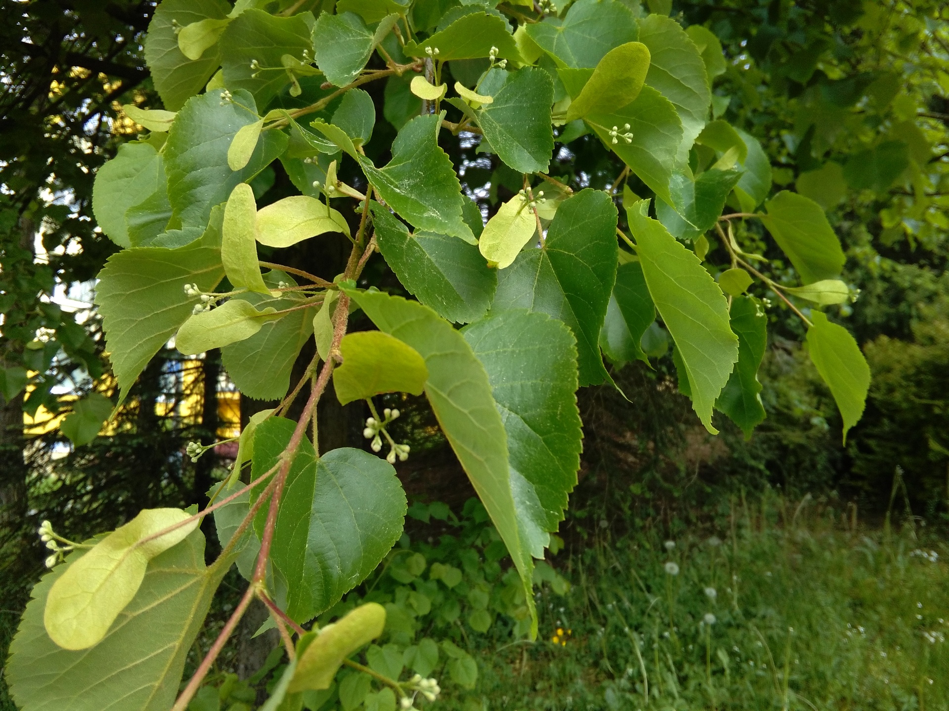 Vodafone Smart prime 6