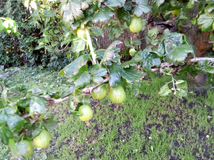 Vodafone Smart Tab N8