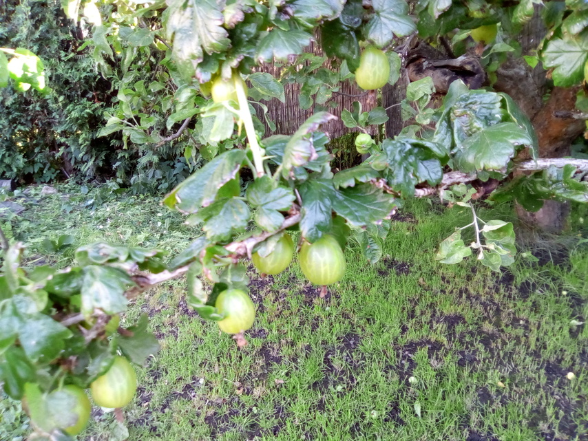 Vodafone Smart Tab N8