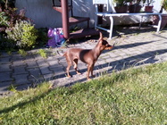 Vodafone Smart Tab N8