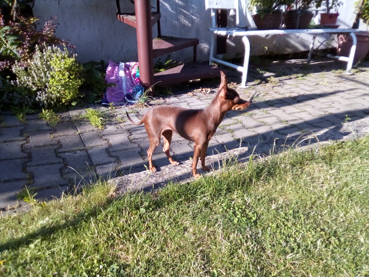 Vodafone Smart Tab N8