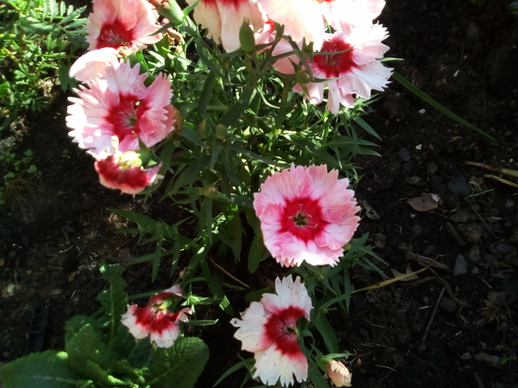 Vodafone Smart Tab N8