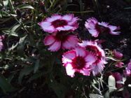 Vodafone Smart Tab N8