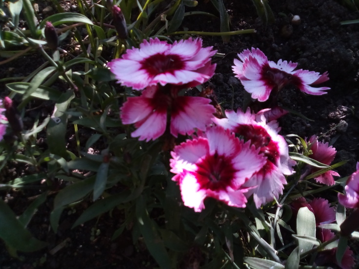 Vodafone Smart Tab N8