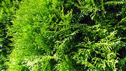 Vodafone Smart Ultra 6