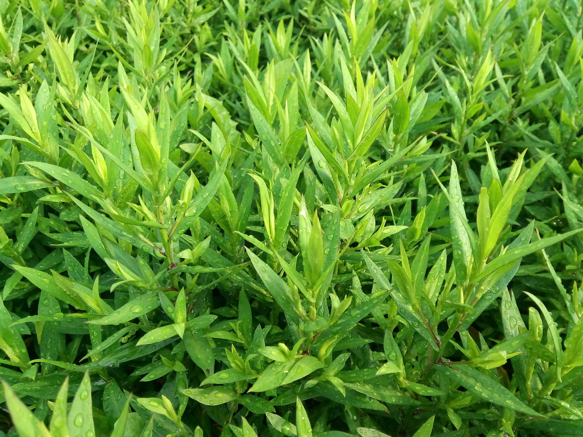 Vodafone Smart ultra 7