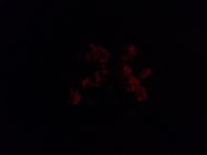 Vodafone Smart ultra 7