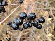 Xiaomi 11 Lite 5G NE