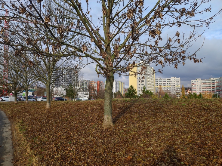 Xiaomi 11 Lite 5G NE