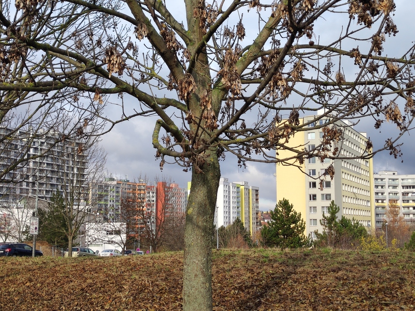 Xiaomi 11 Lite 5G NE