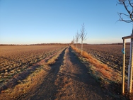 Xiaomi 11 Lite 5G NE