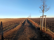 Xiaomi 11 Lite 5G NE