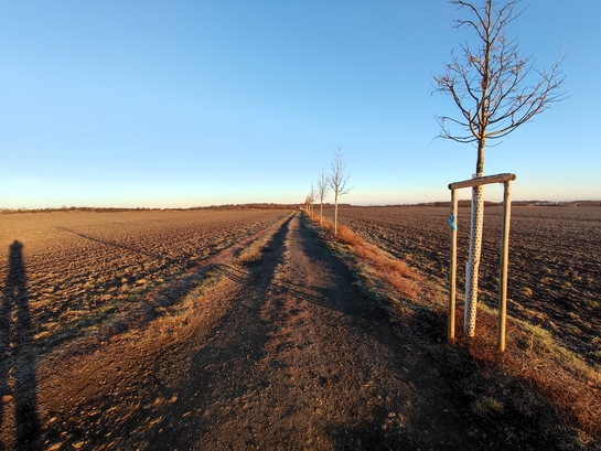 Xiaomi 11 Lite 5G NE