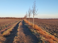 Xiaomi 11 Lite 5G NE