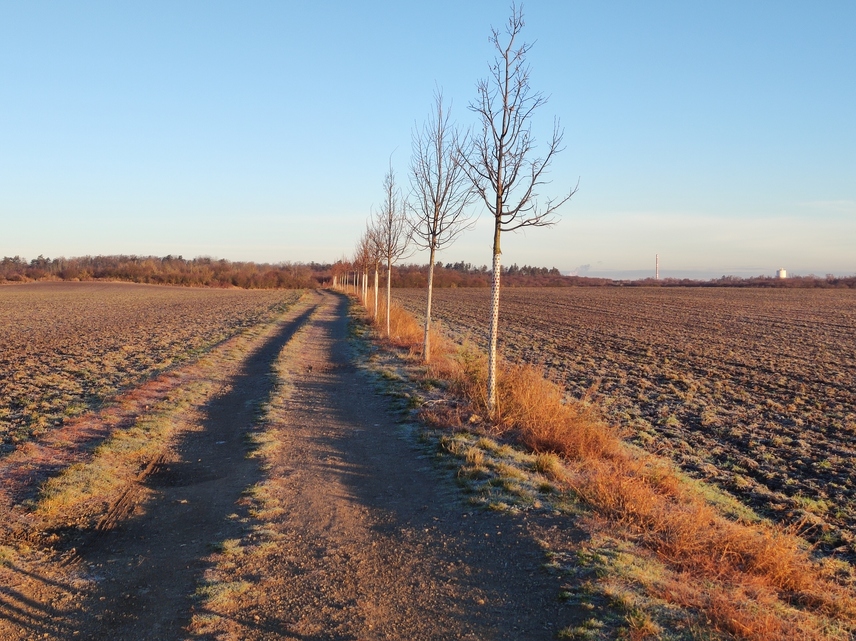 Xiaomi 11 Lite 5G NE