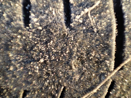 Xiaomi 11 Lite 5G NE