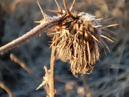 Xiaomi 11 Lite 5G NE