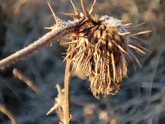 Xiaomi 11 Lite 5G NE