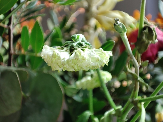 Xiaomi 11 Lite 5G NE